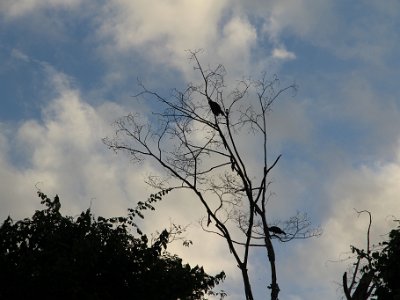 Sukau Rainforest Lodge - Nov 16, 2015